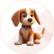 pet care